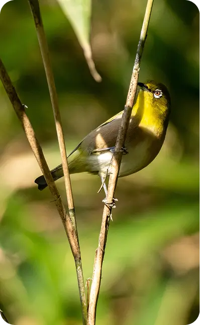 Birding experience at Bustani Tulivu nature grounds Bungoma County
