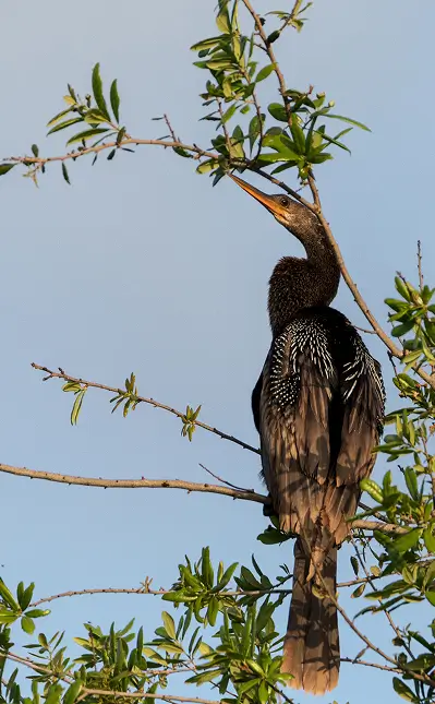 Bird spotted at Bustani Tulivu nature grounds Bungoma Kenya